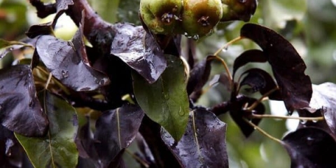 Kako se nositi s bakterijskom opeklinom na kruški - liječenje antibioticima